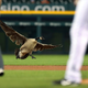 Illustration for article titled Silly Baseball Goose Goes To Better Place